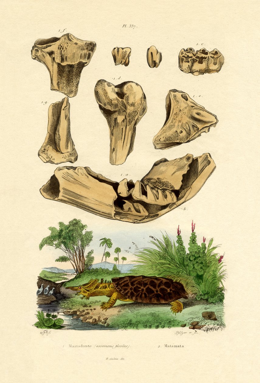 अस्थि जीवाश्म, 1833-39 द्वारा फ्रेंच स्कूल