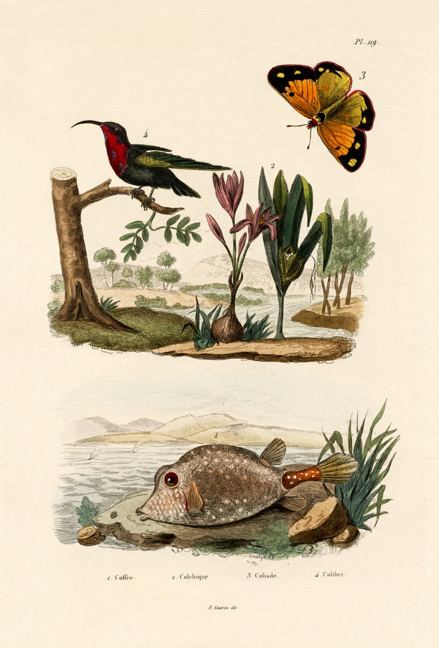 बॉक्सफिश, 1833-39 द्वारा फ्रेंच स्कूल