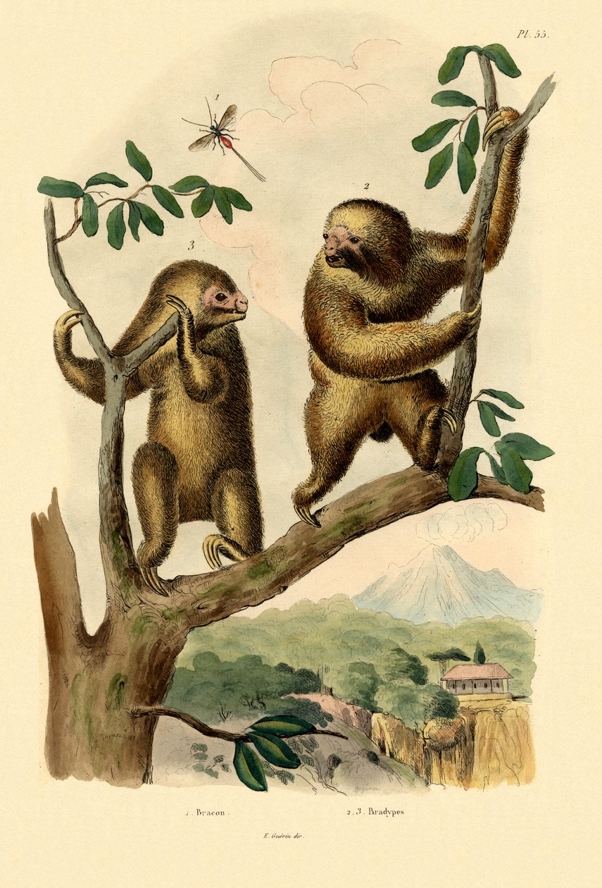ब्रोंकिड वास्प, 1833-39 द्वारा फ्रेंच स्कूल