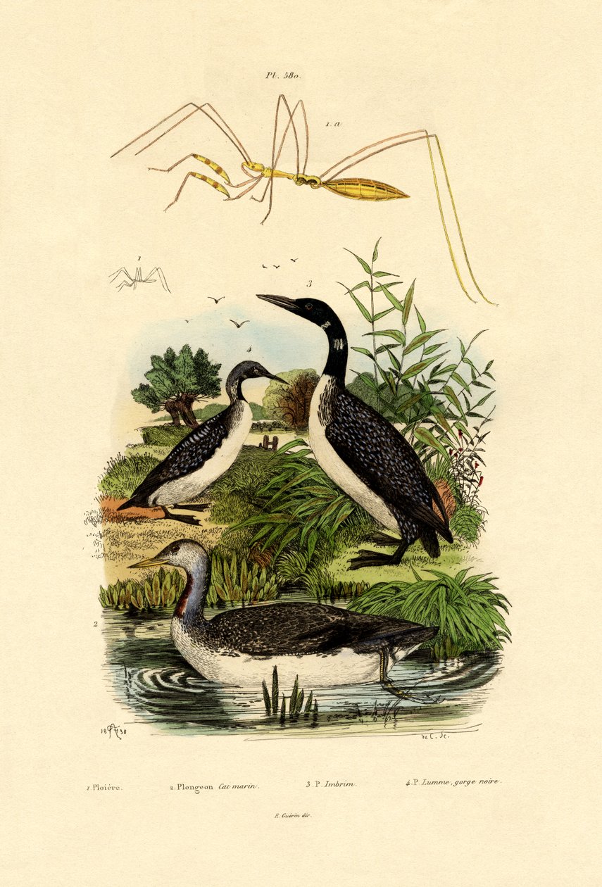 बग, 1833-39 द्वारा फ्रेंच स्कूल