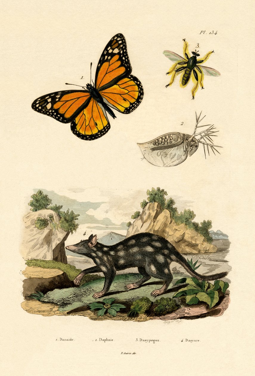 तितली, 1833-39 द्वारा फ्रेंच स्कूल