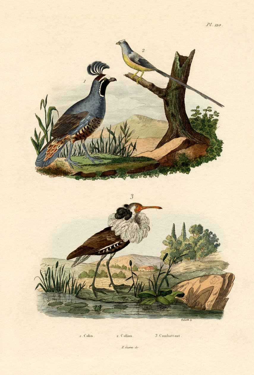 कैलिफोर्निया बटेर, 1833-39 द्वारा फ्रेंच स्कूल