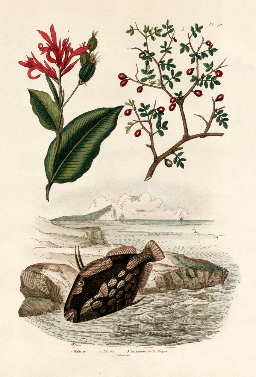 कन्ना, 1833-39 द्वारा फ्रेंच स्कूल