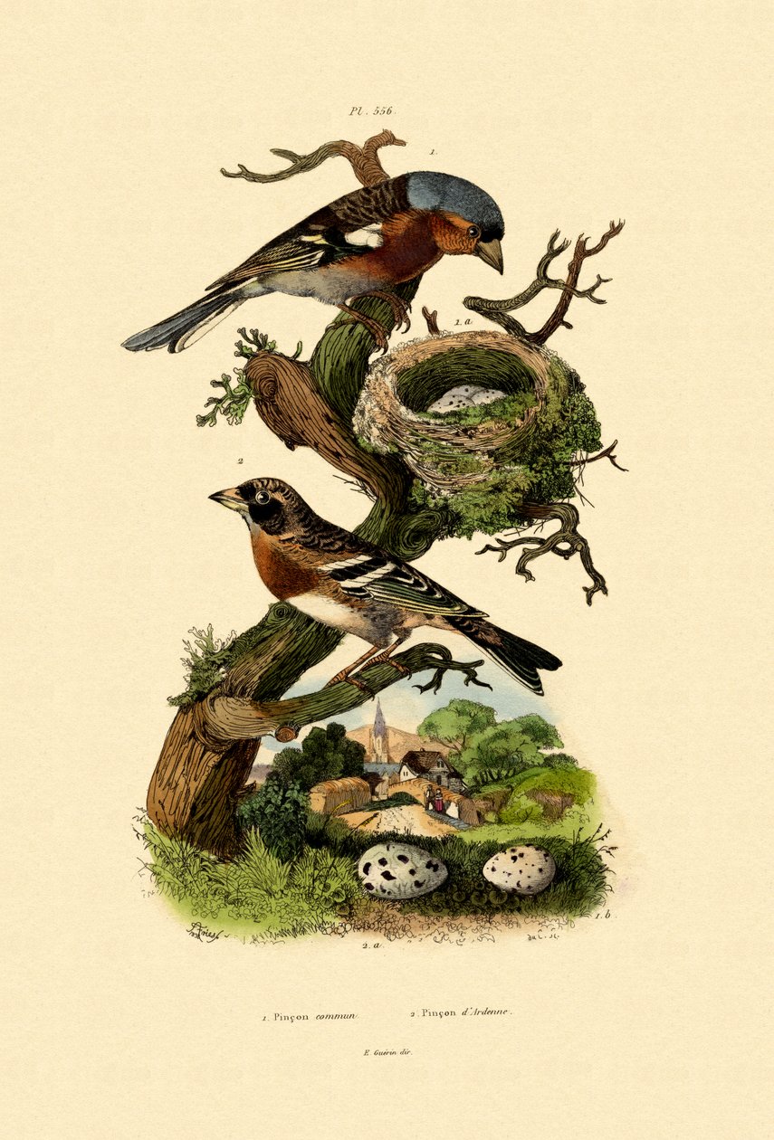 चैफिंच, 1833-39 द्वारा फ्रेंच स्कूल
