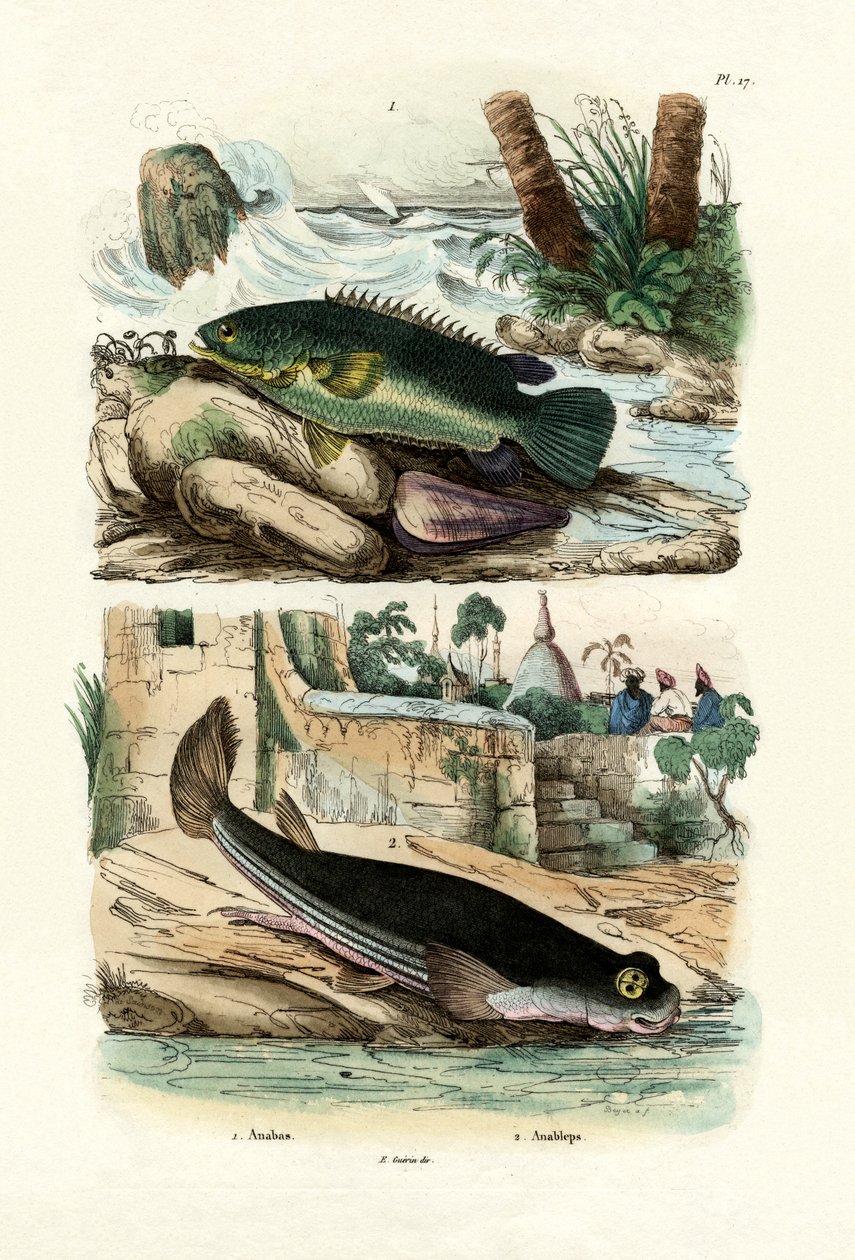 क्लाइम्बिंग पर्च, 1833-39 द्वारा फ्रेंच स्कूल