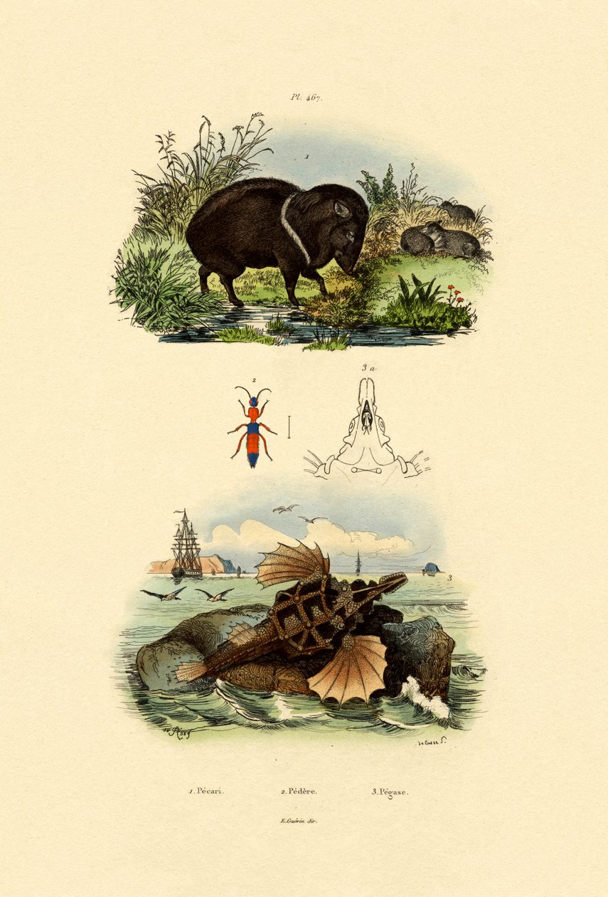 कॉलरड पेकेरी, 1833-39 द्वारा फ्रेंच स्कूल