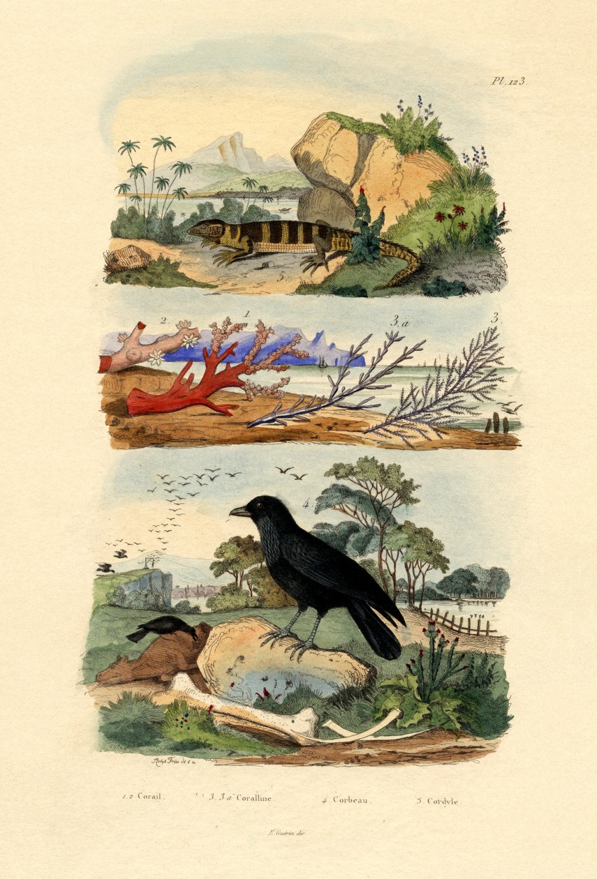 कोरल, 1833-39 द्वारा फ्रेंच स्कूल