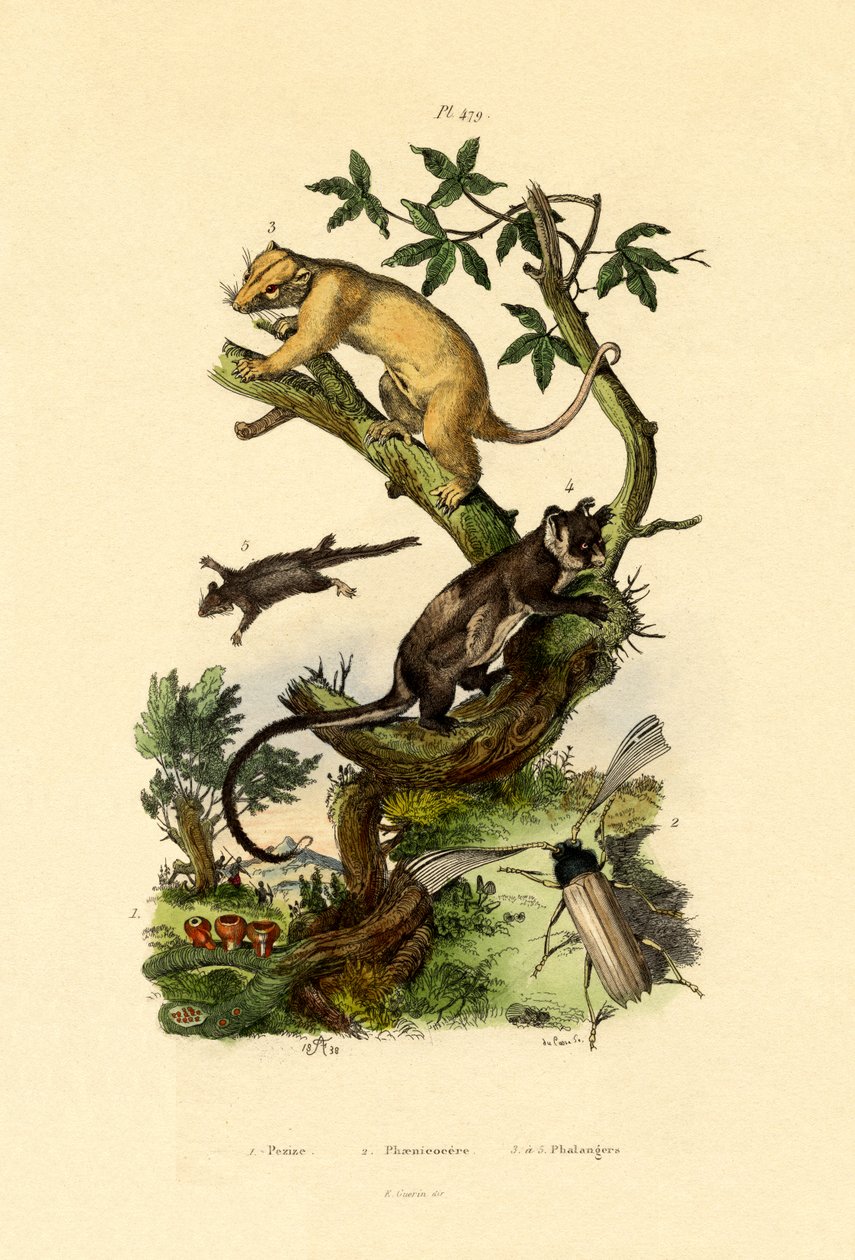 कप मोरेल, 1833-39 द्वारा फ्रेंच स्कूल