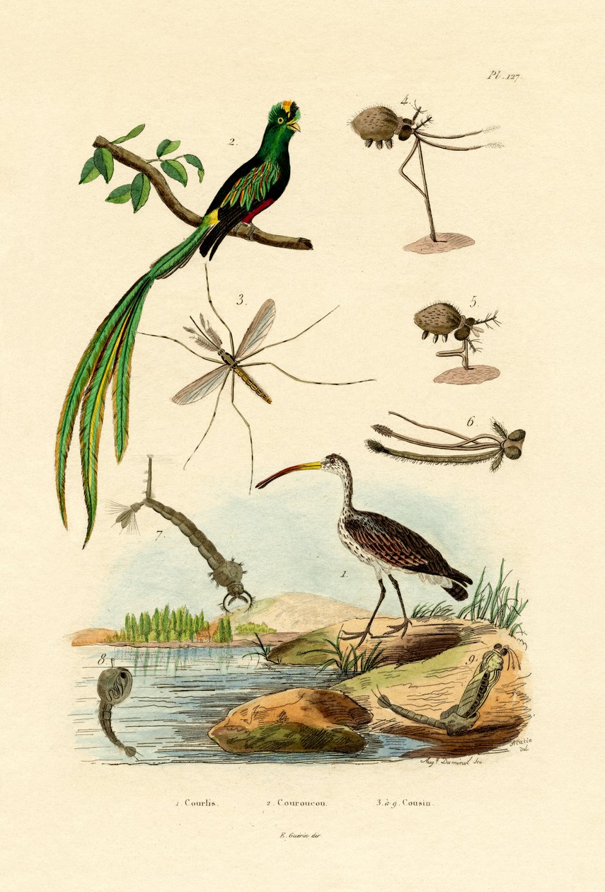 कर्लेव, 1833-39 द्वारा फ्रेंच स्कूल