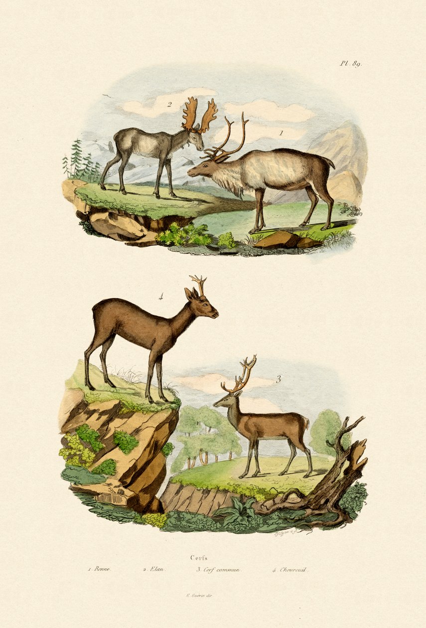 हिरण, 1833-39 द्वारा फ्रेंच स्कूल
