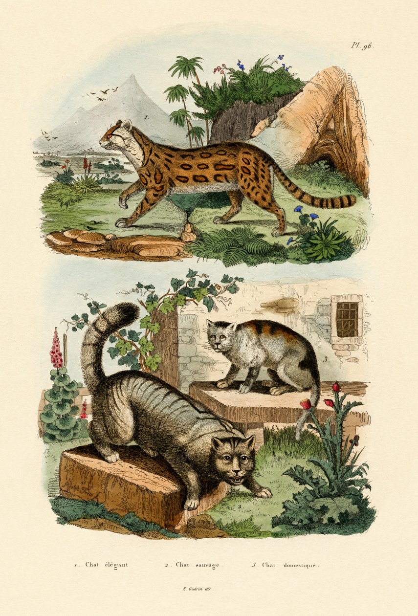 घरेलू बिल्ली, 1833-39 द्वारा फ्रेंच स्कूल