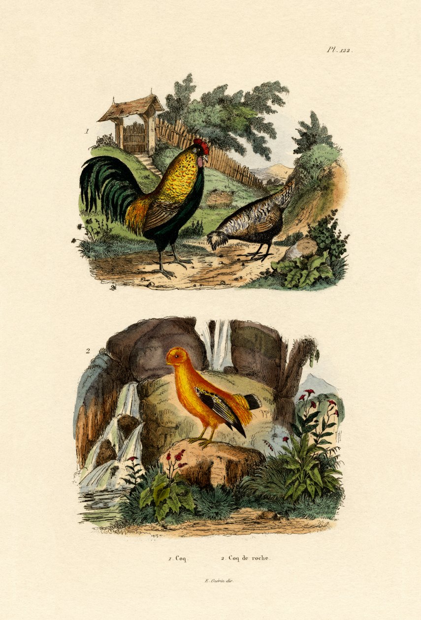 घरेलू चिकन, 1833-39 द्वारा फ्रेंच स्कूल
