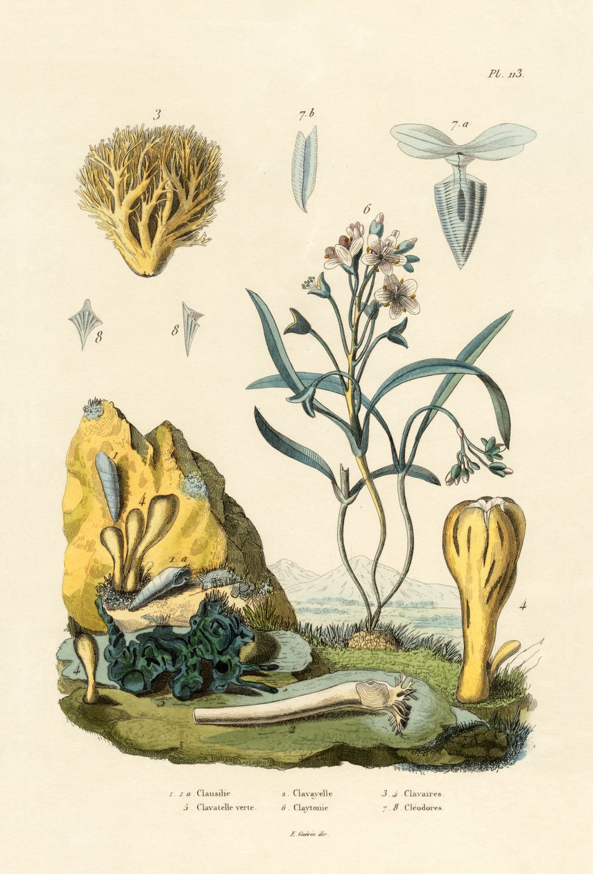 डोर घोंघा, 1833-39 द्वारा फ्रेंच स्कूल