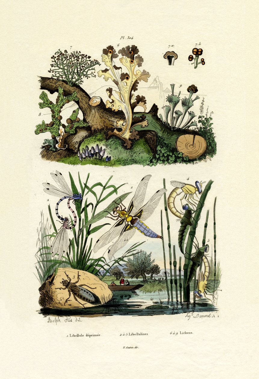 ड्रैगनफलीज़, 1833-39 द्वारा फ्रेंच स्कूल