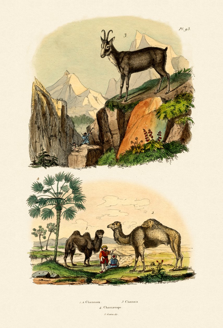 ड्रोमेडरी, 1833-39 द्वारा फ्रेंच स्कूल