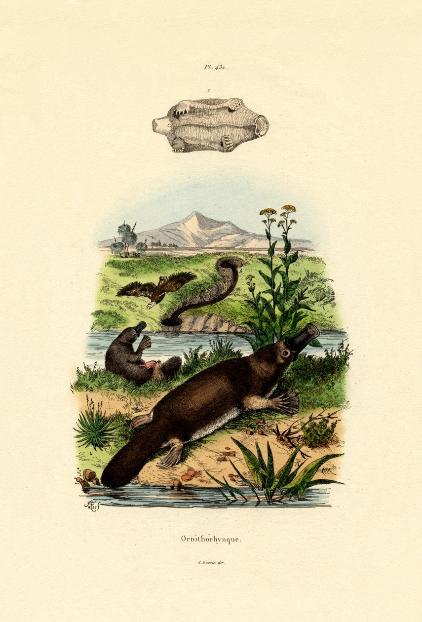 डक-बिल्ड प्लैटिपस, 1833-39 द्वारा फ्रेंच स्कूल