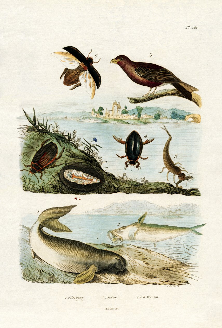 डुगॉन्ग, 1833-39 द्वारा फ्रेंच स्कूल