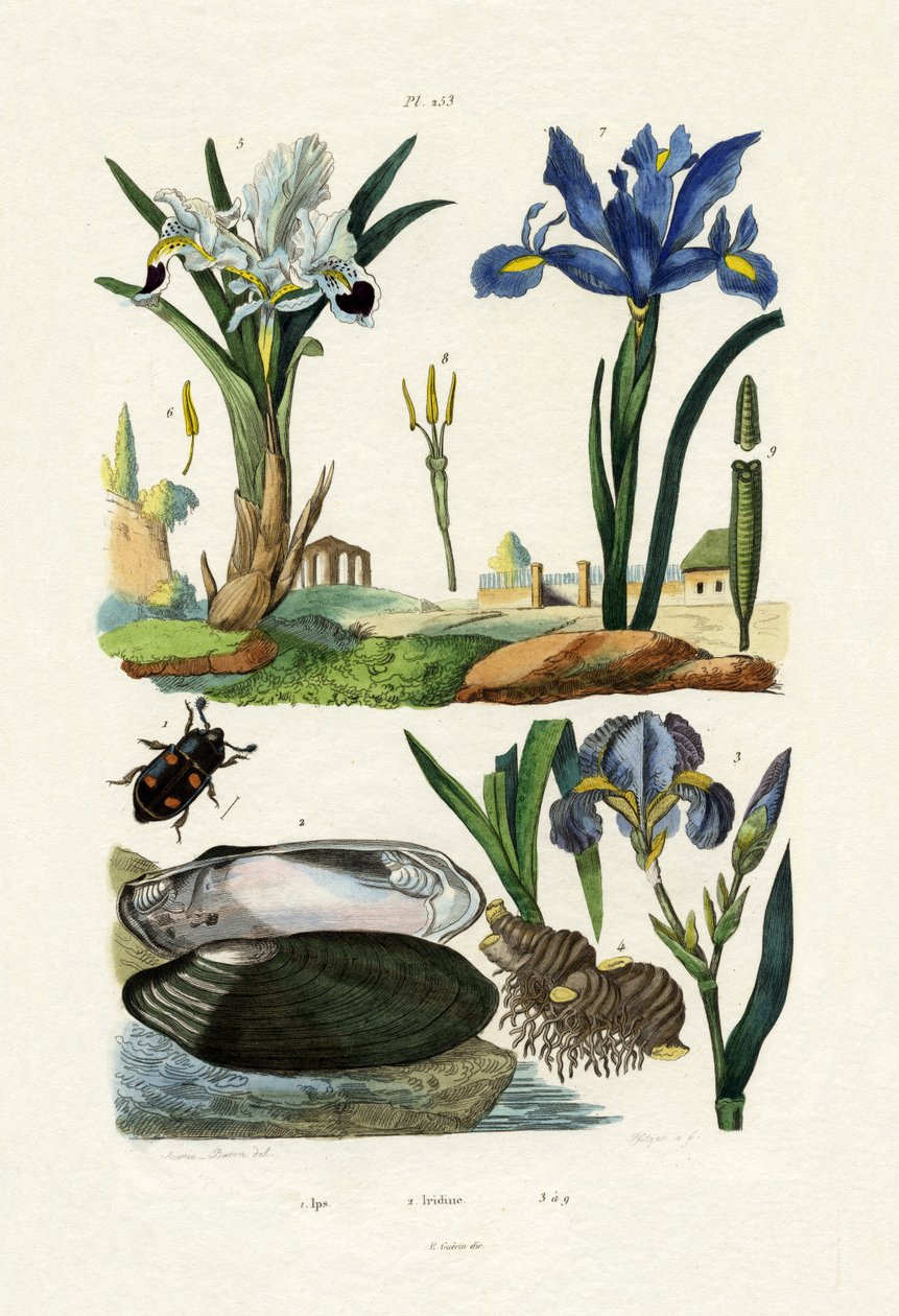 एनग्रेवर बीटल, 1833-39 द्वारा फ्रेंच स्कूल