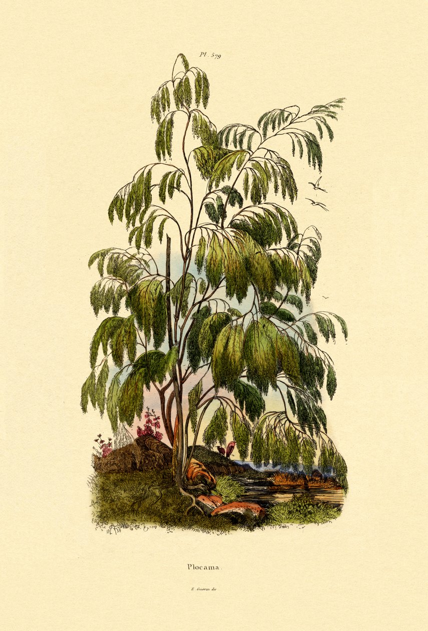सदाबहार बुश, 1833-39 द्वारा फ्रेंच स्कूल
