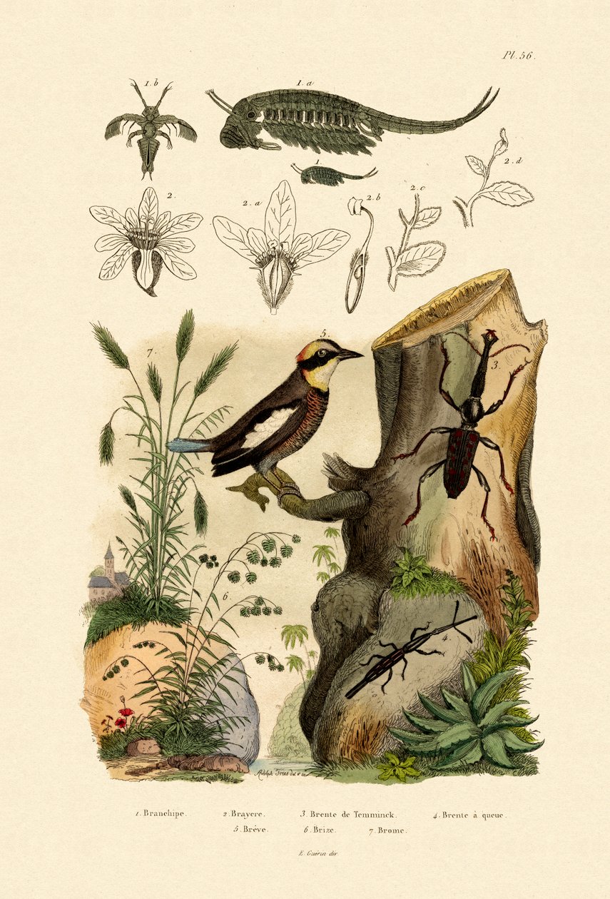 फेयरी झींगा, 1833-39 द्वारा फ्रेंच स्कूल