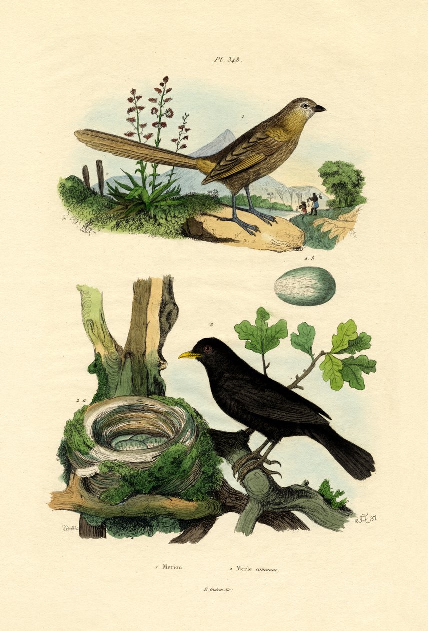 फेयरी-व्रेन, 1833-39 द्वारा फ्रेंच स्कूल