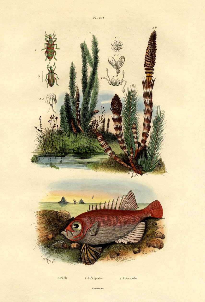 फील्ड हॉर्सटेल, 1833-39 द्वारा फ्रेंच स्कूल