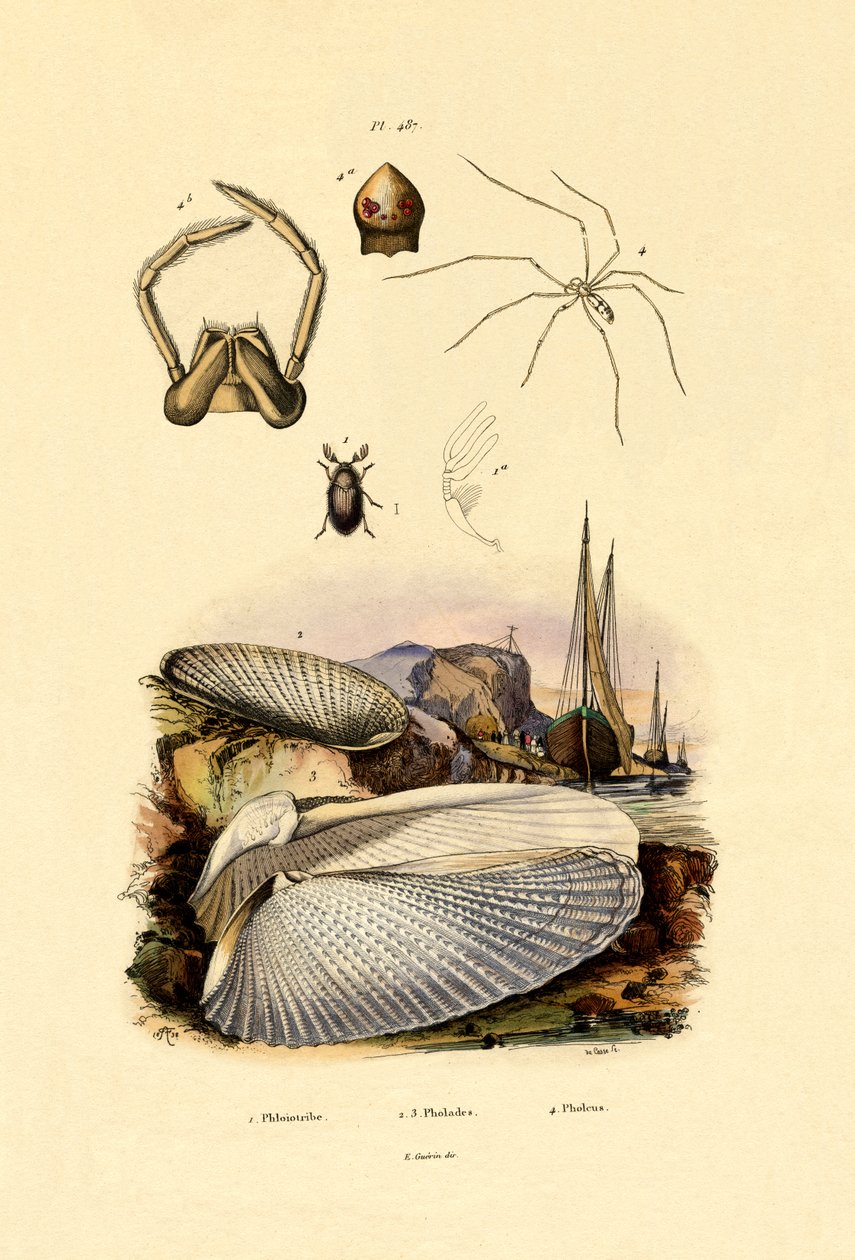 फिंगर शेल, 1833-39 द्वारा फ्रेंच स्कूल