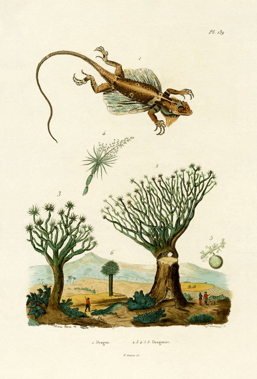 फ्लाइंग ड्रैगन, 1833-39 द्वारा फ्रेंच स्कूल