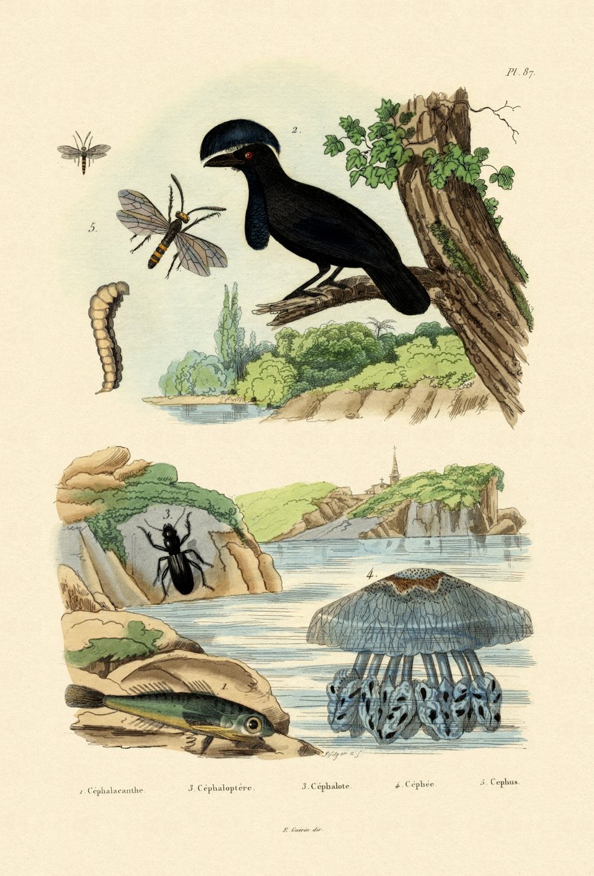 फ्लाइंग गर्नार्ड, 1833-39 द्वारा फ्रेंच स्कूल