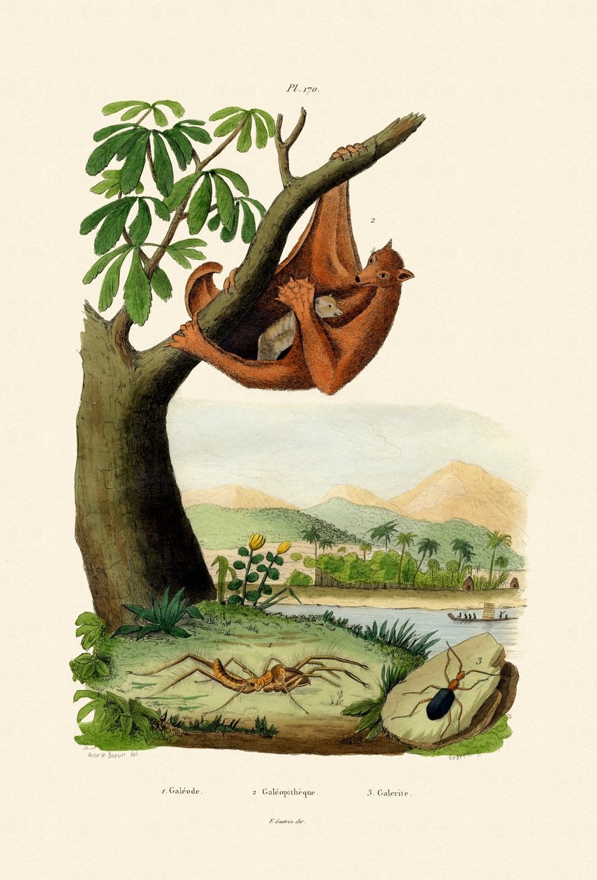 फ्लाइंग लेमूर, 1833-39 द्वारा फ्रेंच स्कूल