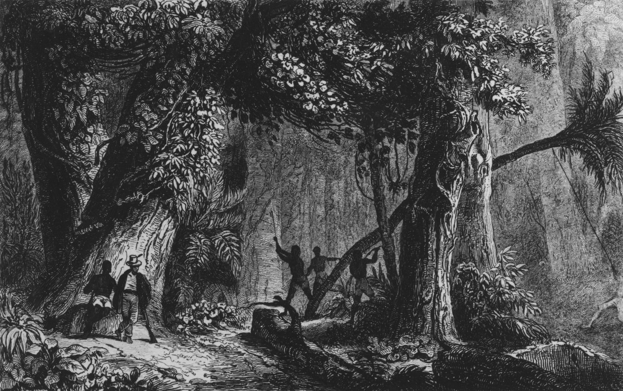 फ़र्डिनेंड डेनिस और सीज़र फ़ामिन 1839 द्वारा &39;ब्रेज़िल, कोलंबी एट गुयानेज़&39; से वन ओपनिंग द्वारा फ्रेंच स्कूल