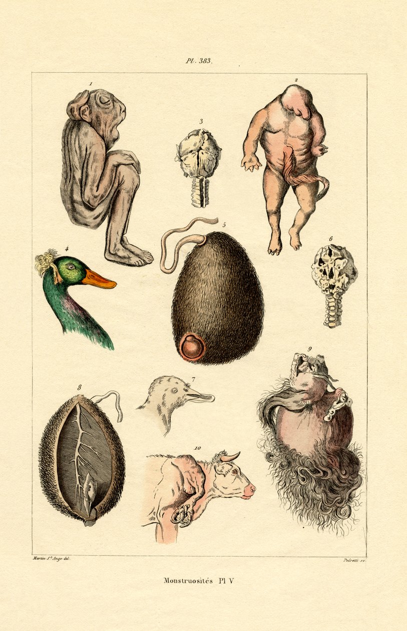फ्रीक, 1833-39 द्वारा फ्रेंच स्कूल