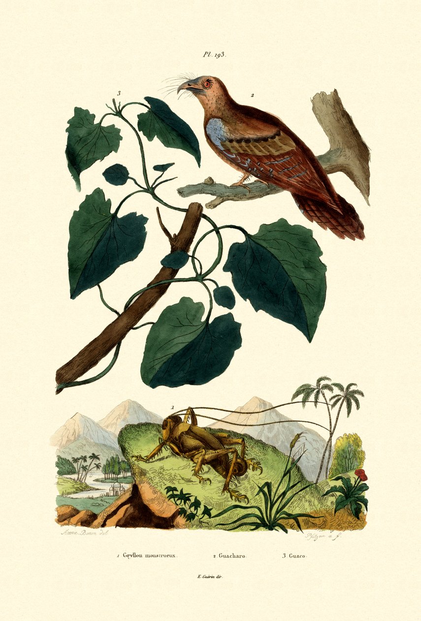 विशाल क्रिकेट, 1833-39 द्वारा फ्रेंच स्कूल