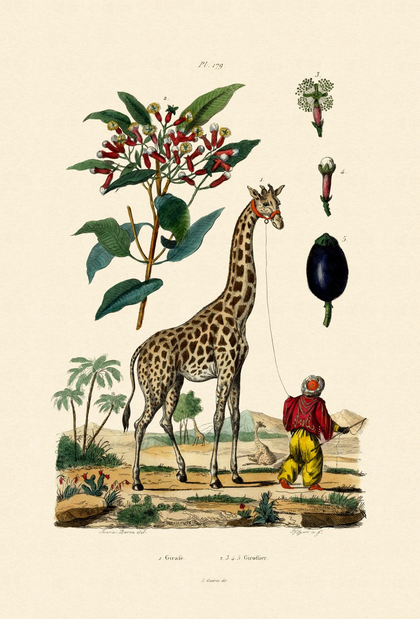 जिराफ, 1833-39 द्वारा फ्रेंच स्कूल