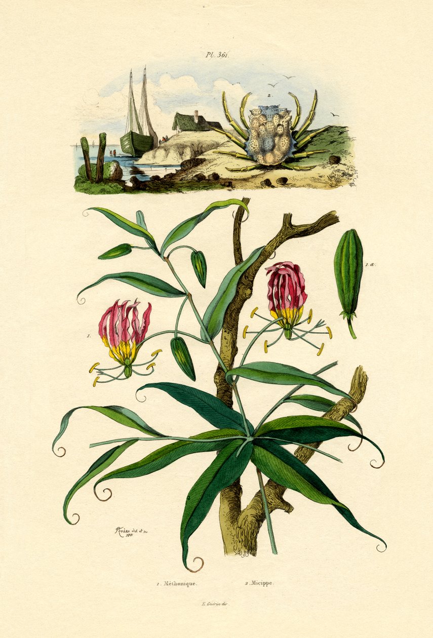 शानदार लिली, 1833-39 द्वारा फ्रेंच स्कूल