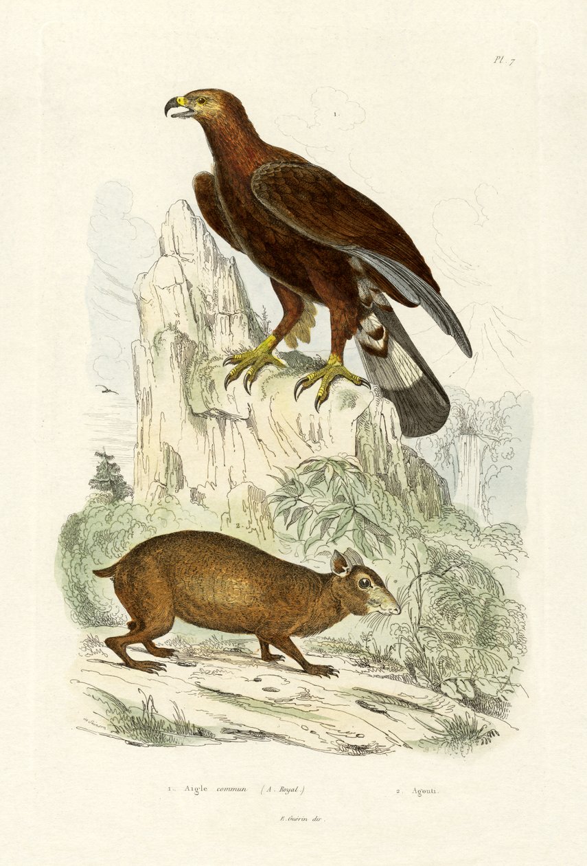 गोल्डन ईगल, 1833-39 द्वारा फ्रेंच स्कूल