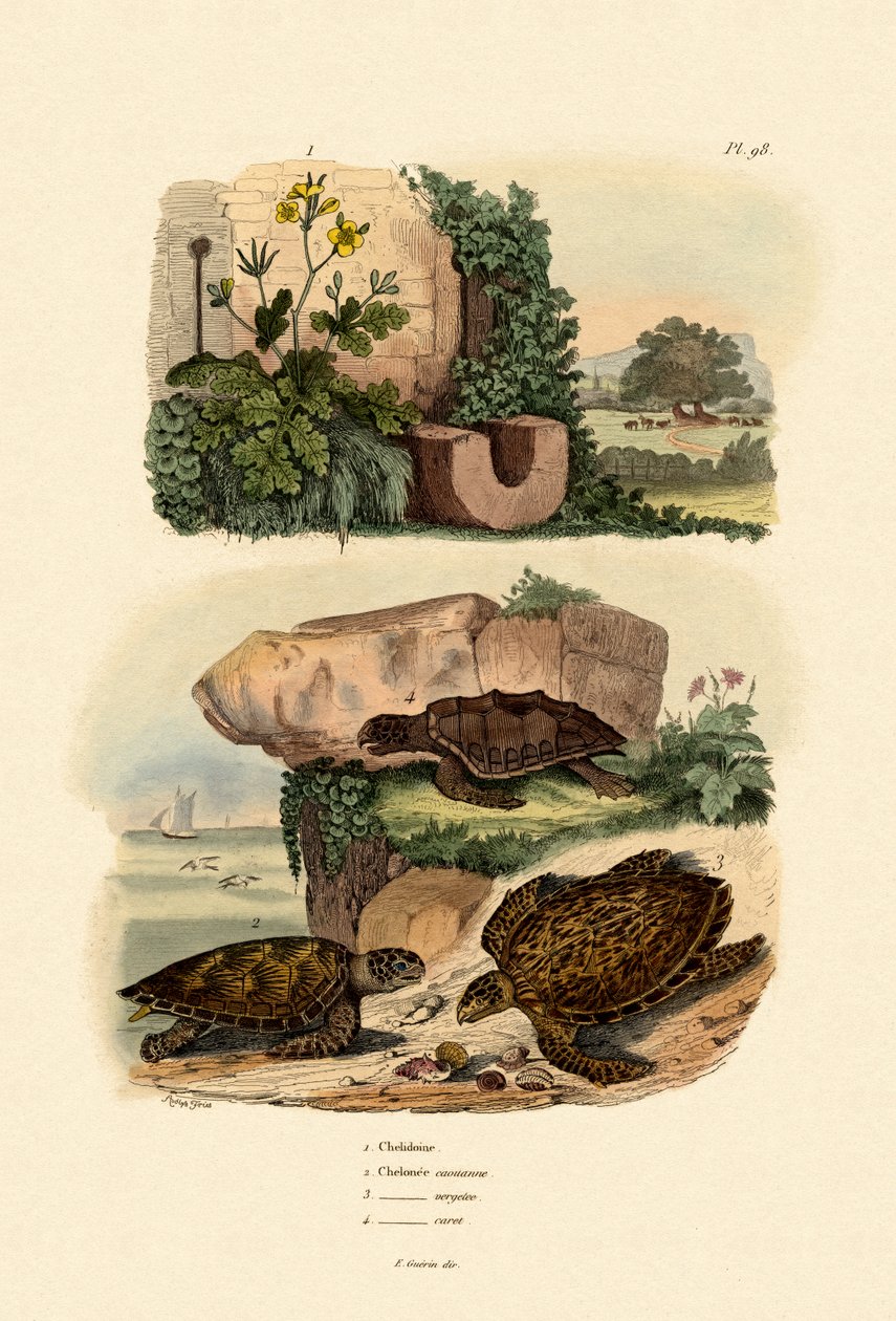 ग्रेटर कैलैंडिन, 1833-39 द्वारा फ्रेंच स्कूल
