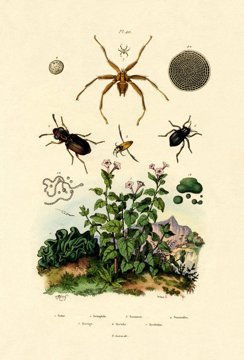 ग्राउंड बीटल, 1833-39 द्वारा फ्रेंच स्कूल