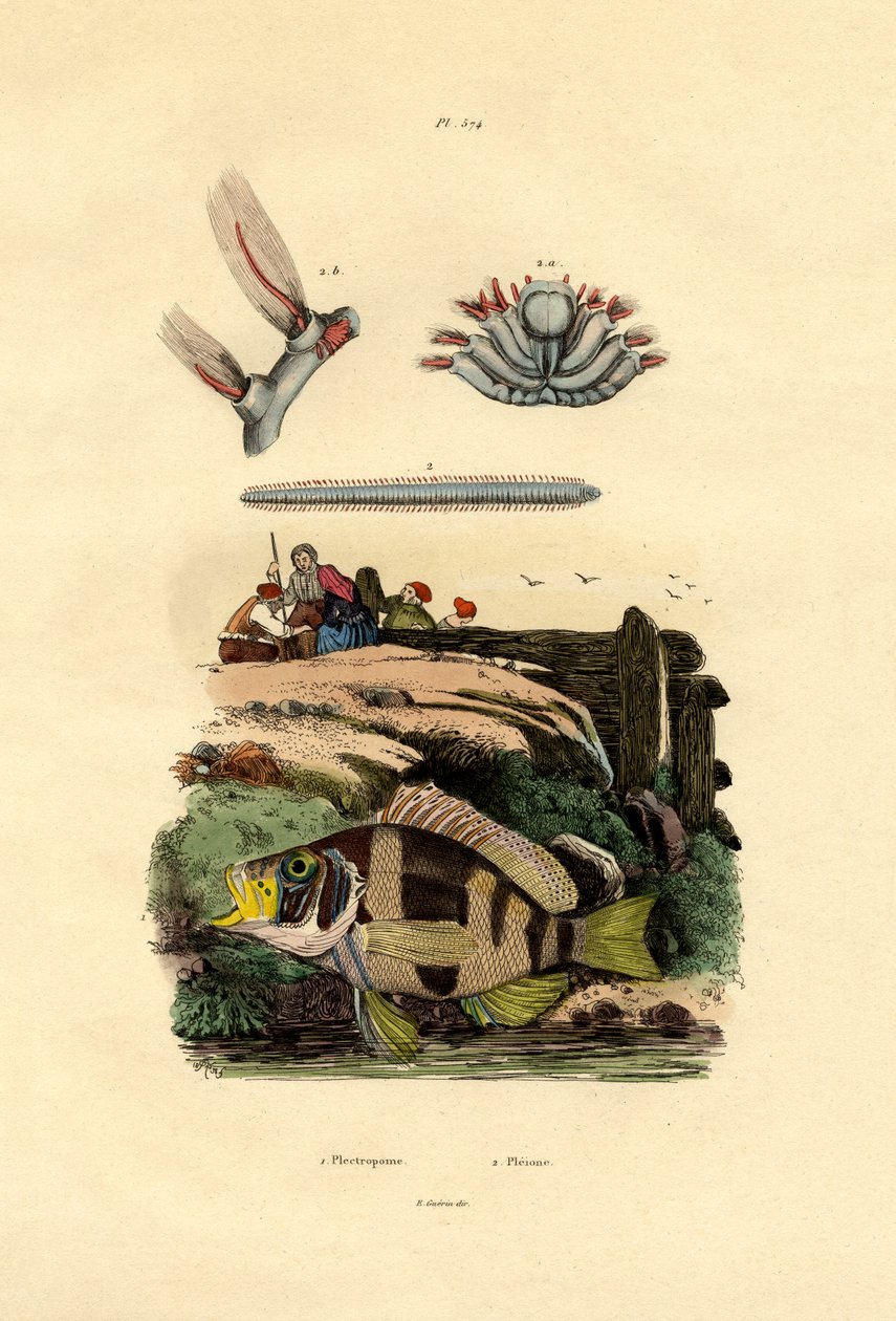 ग्रूपर, 1833-39 द्वारा फ्रेंच स्कूल