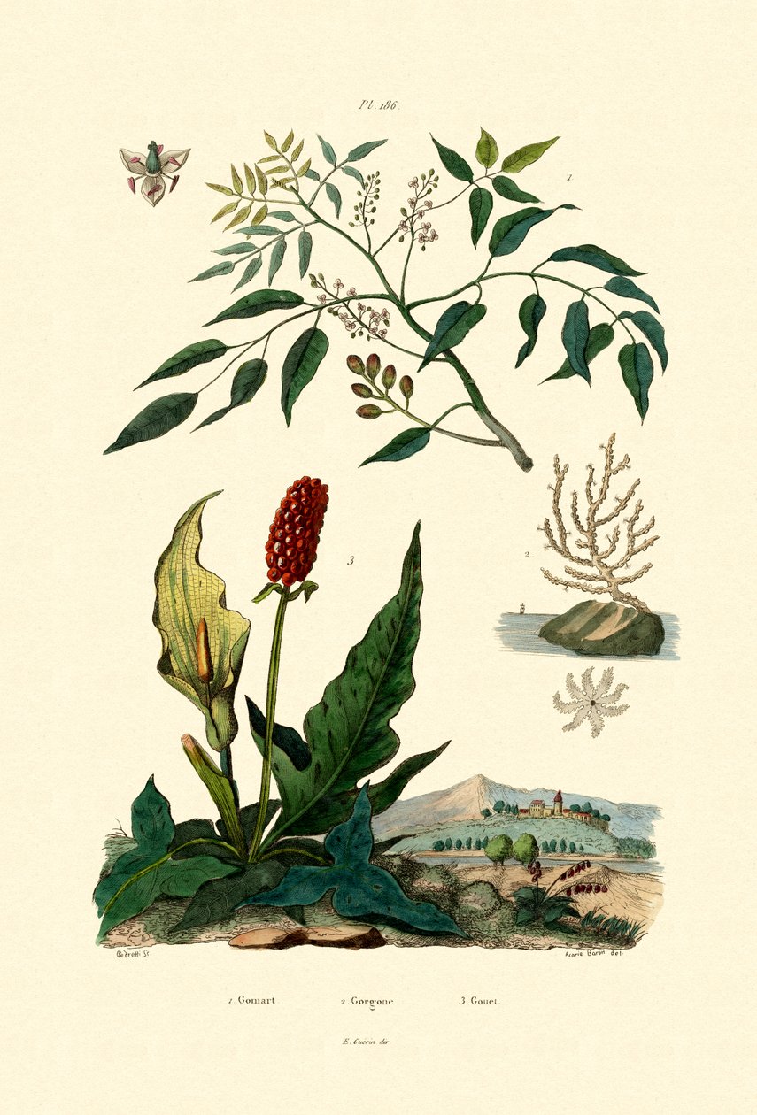 गुम्बो लिम्बो, 1833-39 द्वारा फ्रेंच स्कूल