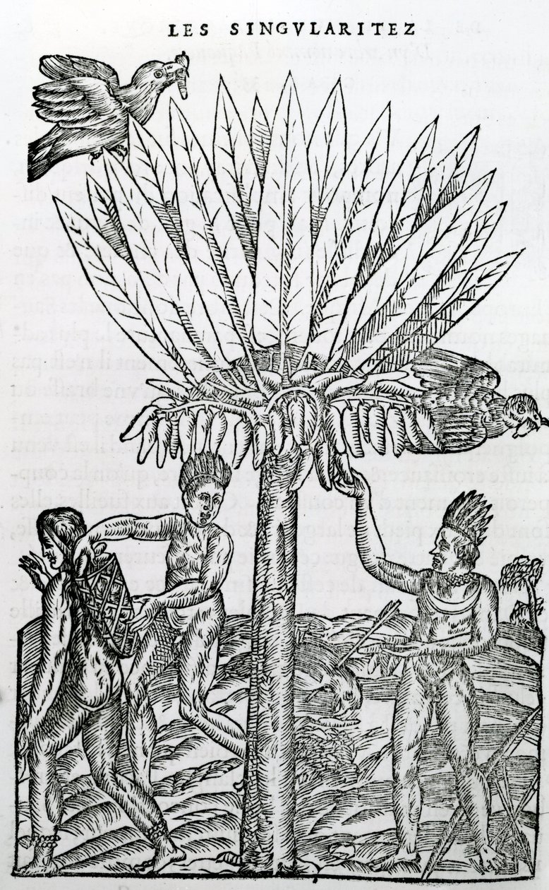 हार्वेस्ट, फ्रांस के अंटार्कटिक विलक्षणताओं से चित्रण, 1558 में आंद्रे डे थ्वेट द्वारा द्वारा फ्रेंच स्कूल