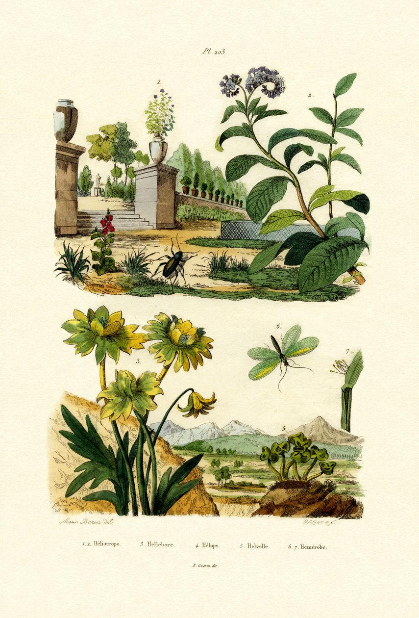 हेलियोट्रोप, 1833-39 द्वारा फ्रेंच स्कूल