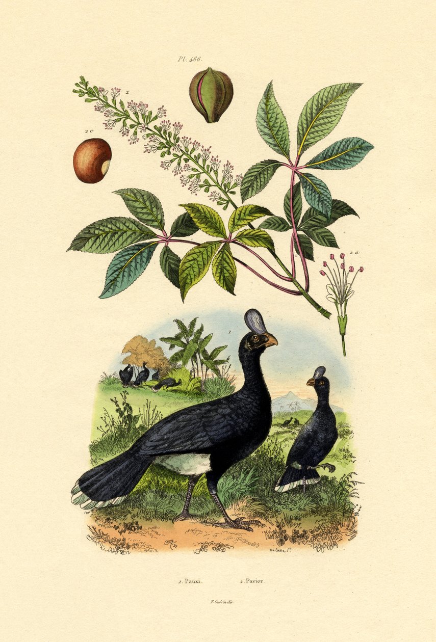 हेलमेटमेटो, 1833-39 द्वारा फ्रेंच स्कूल