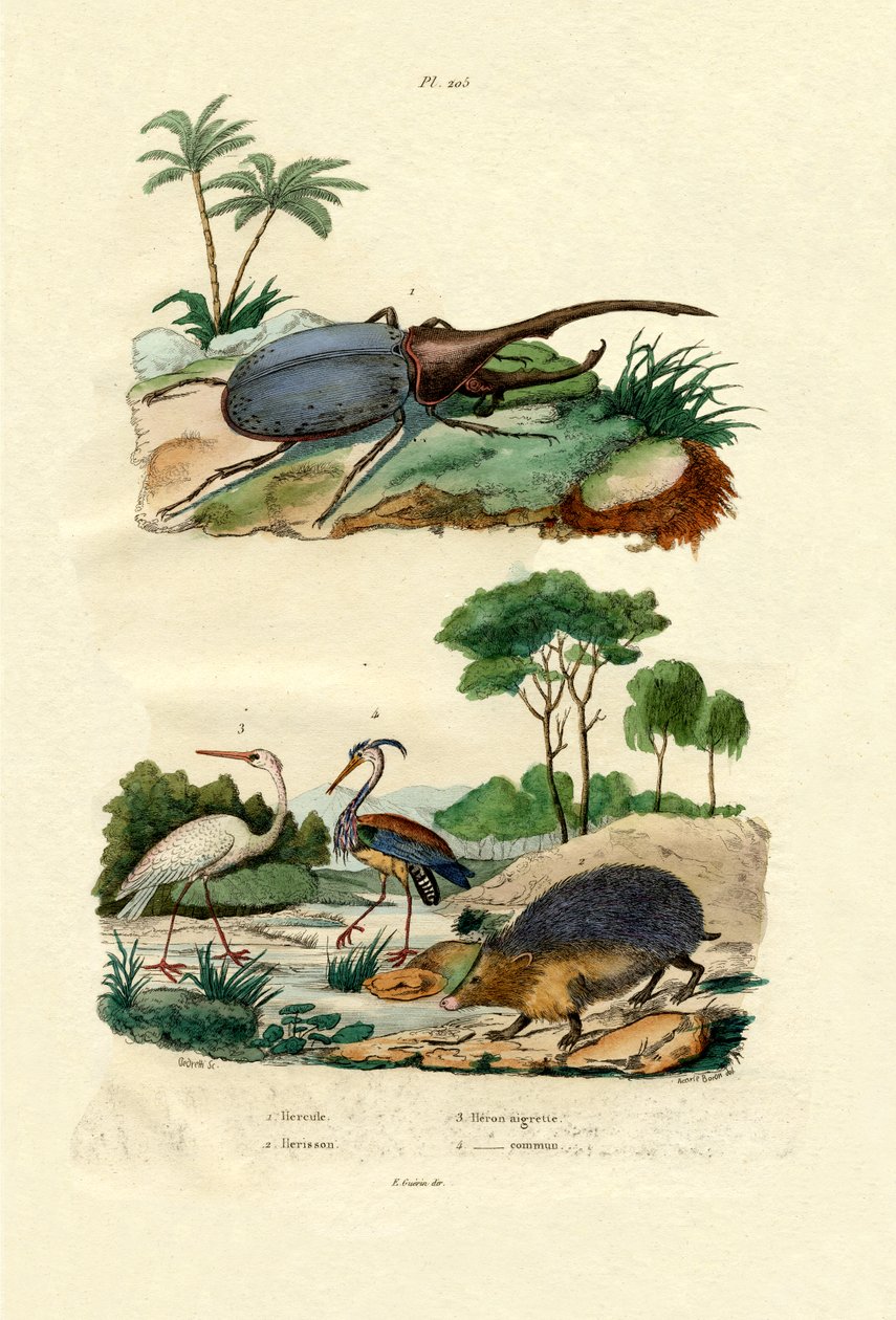 हरक्यूलिस बीटल, 1833-39 द्वारा फ्रेंच स्कूल