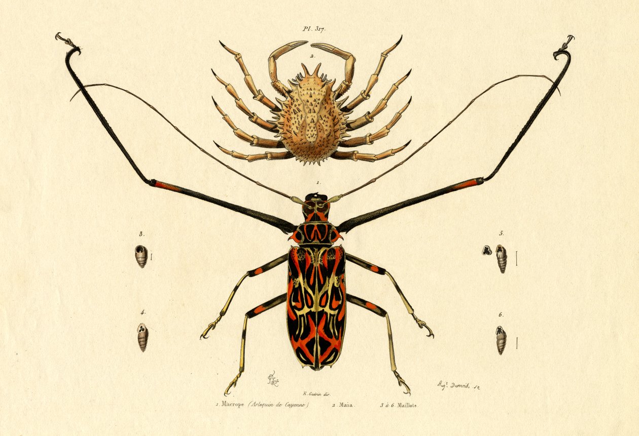 हर्लेक्विन बीटल, 1833-39 द्वारा फ्रेंच स्कूल