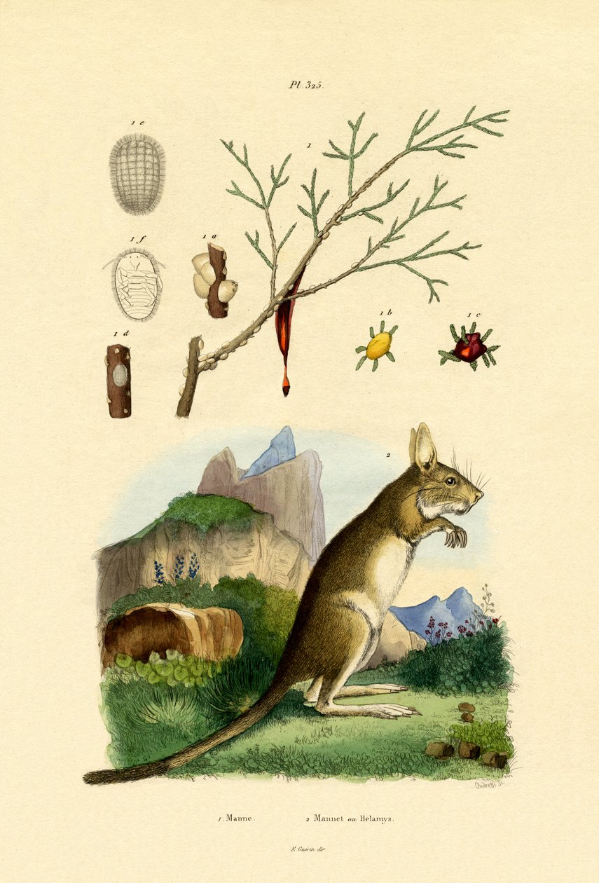 हनीड्यू, 1833-39 द्वारा फ्रेंच स्कूल