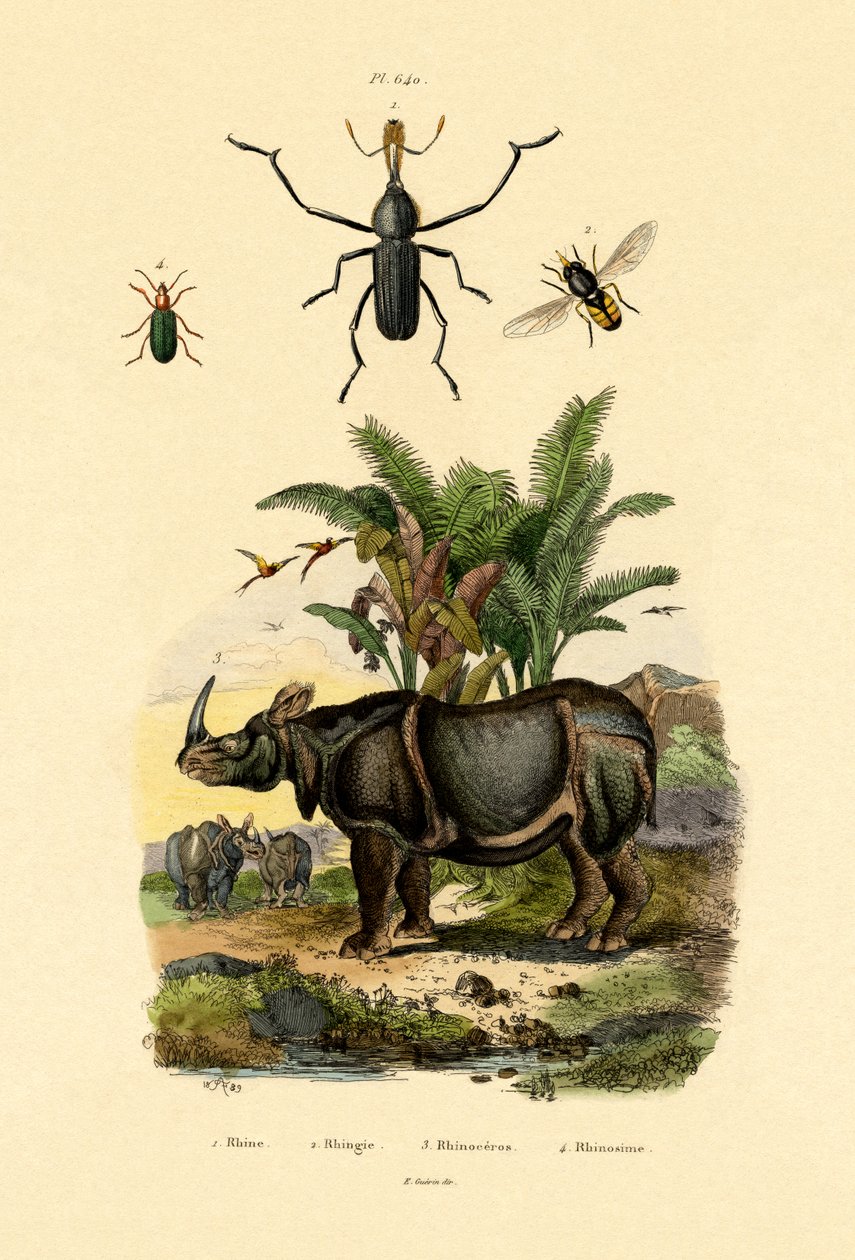 होवरफ्लाय, 1833-39 द्वारा फ्रेंच स्कूल