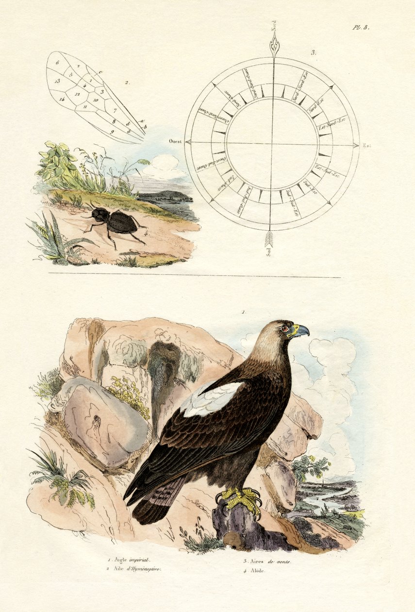 इम्पीरियल ईगल, 1833-39 द्वारा फ्रेंच स्कूल