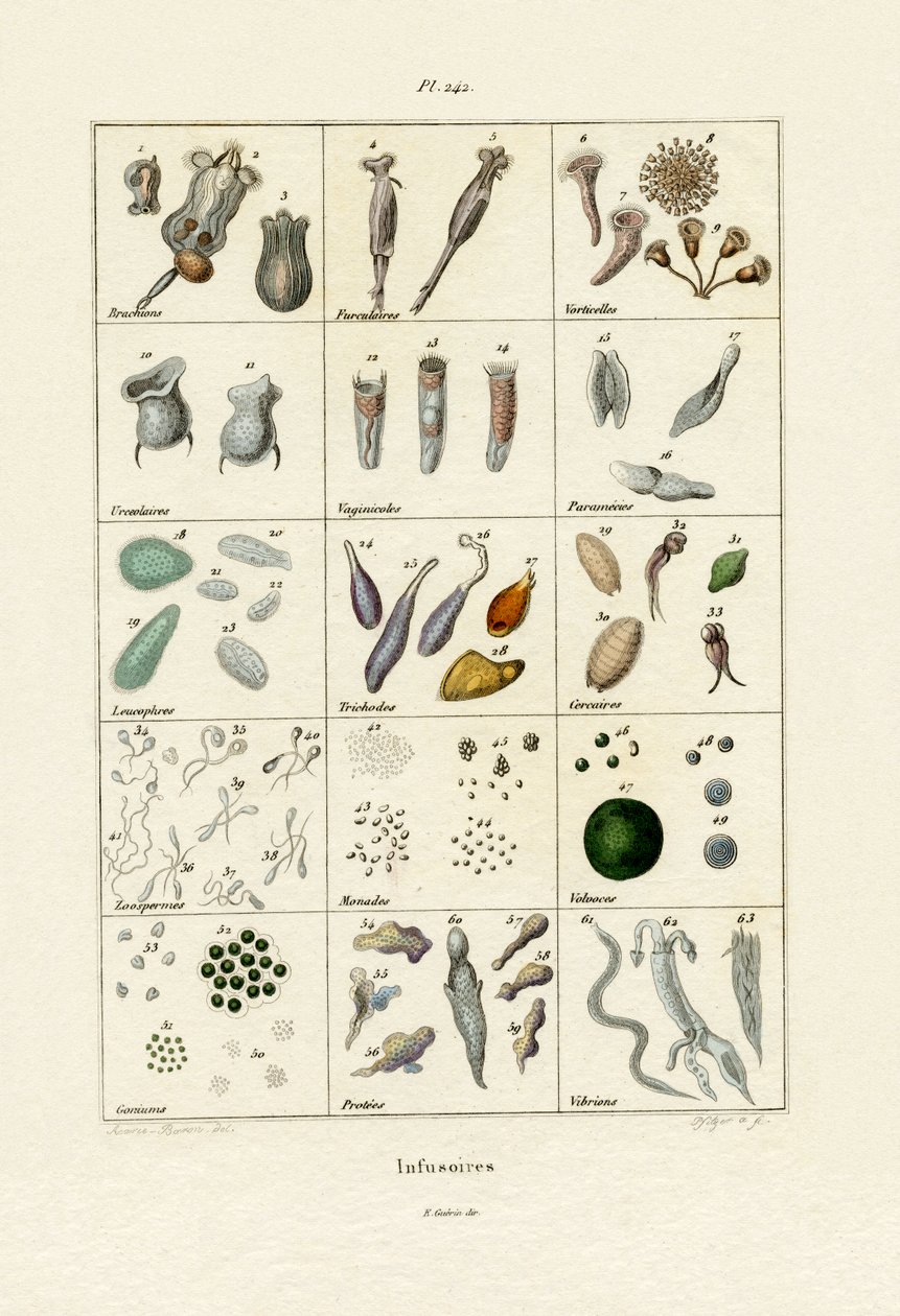 इन्फूसोरिया, 1833-39 द्वारा फ्रेंच स्कूल