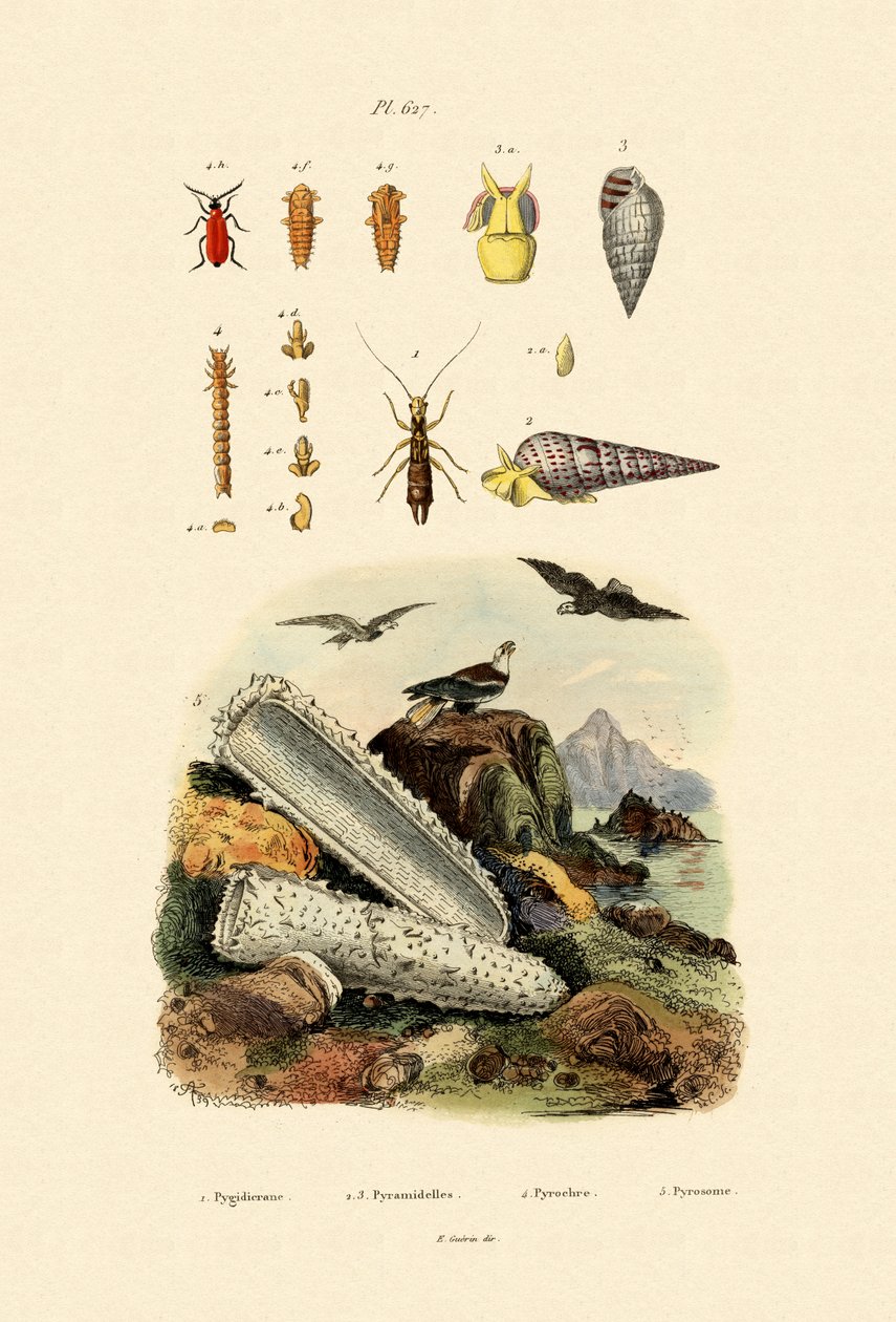 कीड़े, 1833-39 द्वारा फ्रेंच स्कूल